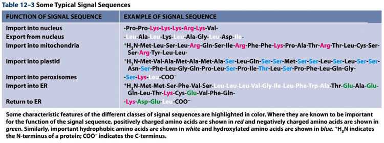 Signal-Sequenzen Table 12-3 Molecular