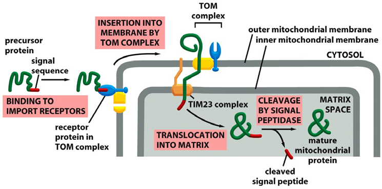 Figure 12-25 Molecular Biology