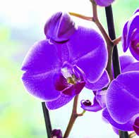 Gültig bis. Oktober 6 Öffnungszeiten: Mo Fr Uhr Sa 8 Uhr So 7 Uhr Allerheiligen. November Di 7 Uhr Orchidee Phalaenopsis Topf-Ø cm 4-Trieber mit 4 und mehr Blüten viele versch.