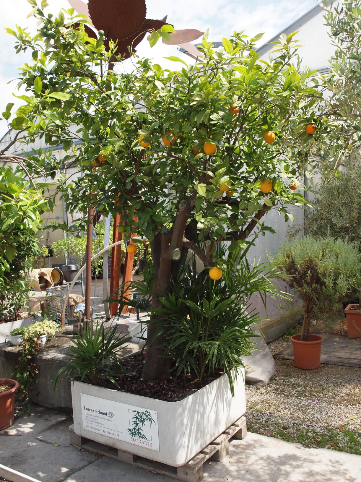 Orangenbaum und Zitronenbaum Orangenbaum und Zitronenbaum-Sortiment / Preise auf Anfrage.