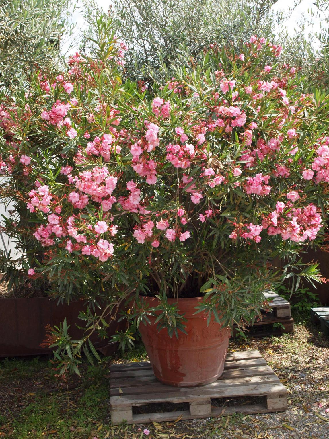 Oleander Oleander 220/250 cm T 90 cm / Solitär verfügbare Menge 5 Stk. Mietpreis: CHF 125.