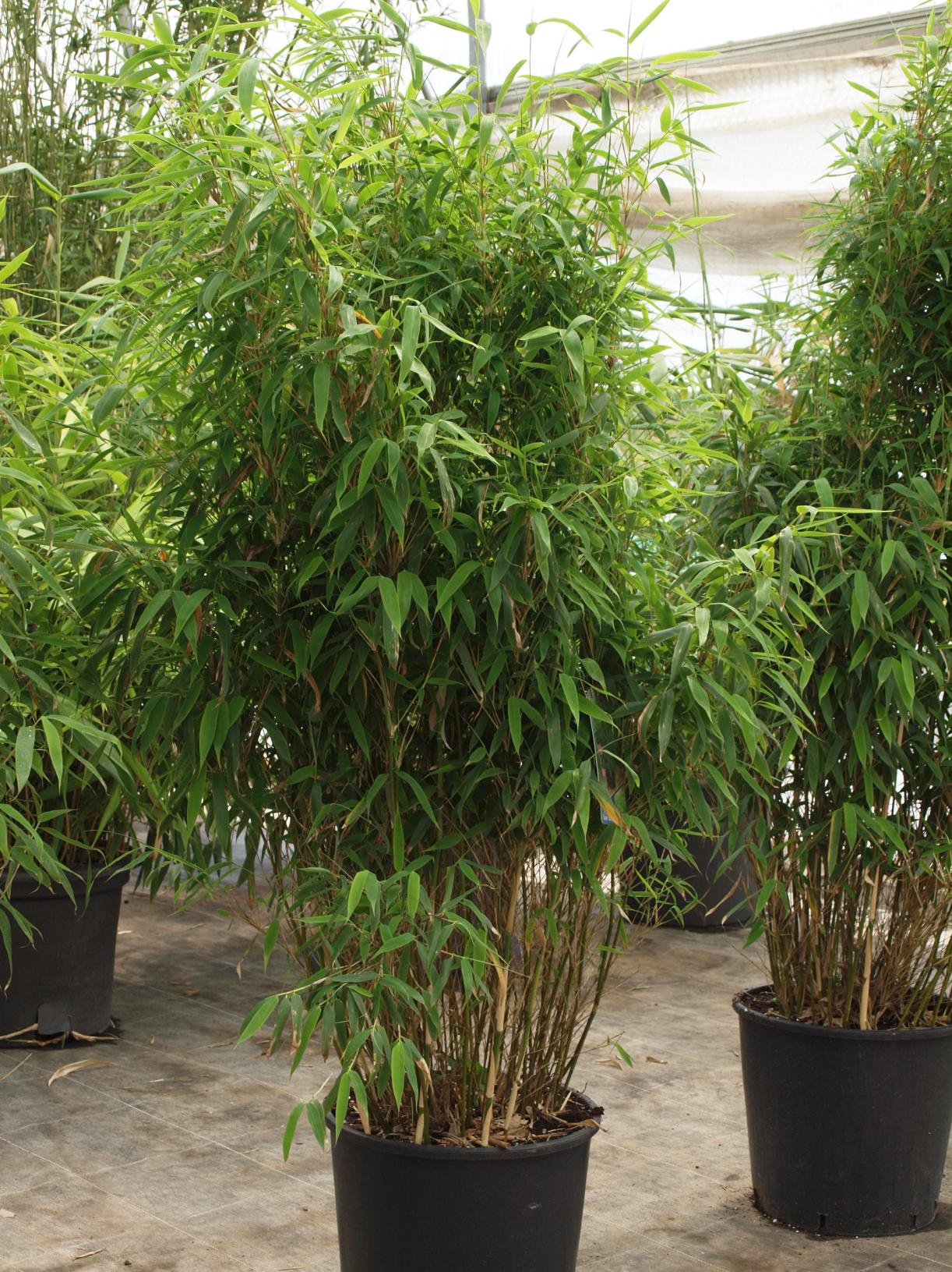 Bambus Fragesia semiaraundinaria muriele Bambus Fragesia semiaraundinaria muriele 150/170 cm CHF 45.