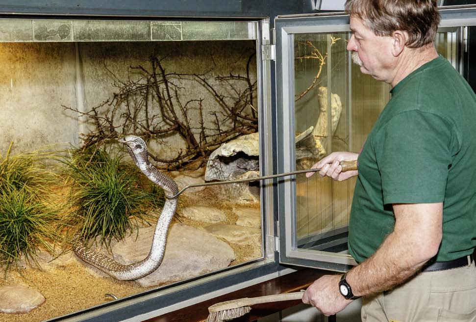 34 Die Brillenschlange ist eine gefährdete Kobraart, die bis zu zwei Meter lang wird. Der natürliche Le bensraum der Reptilien erstreckt sich vom südlichen Himalaja bis Sri Lanka.