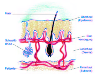 Anatomie und Physiologie der Haut 3. Unterhaut = Subcutis Sie besteht aus lockerem Bindegewebe.