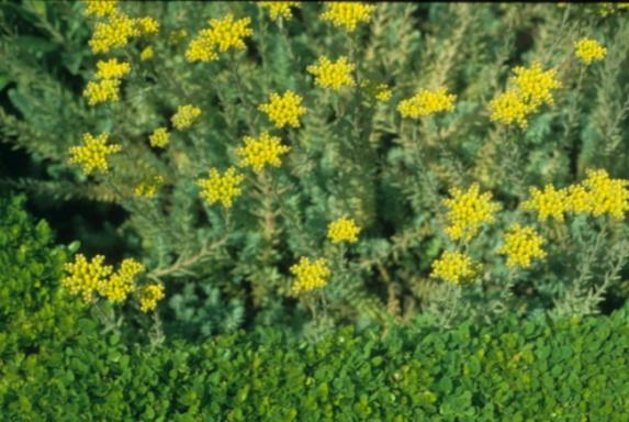 Weinraute Ysop Lavendel Bergbohnenkraut Tripmadam Extrem pflegeleicht: