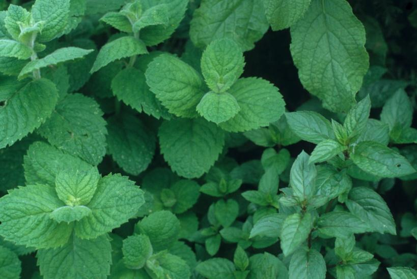 Minzen aus dem Garten fernhalten, sie