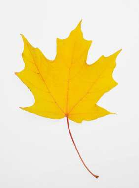 Am 23. September 2014 ist astronomischer Herbstanfang Im Herbst verfärben sich die Blätter an den Bäumen, bevor sie dann abfallen. Ursache ist der langsame Rückzug der Pflanzensäfte in den Stamm bzw.