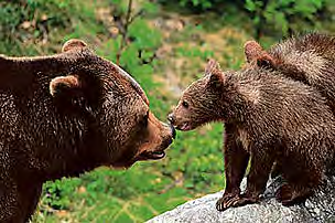 Homerange (Lebensraum) der Bärenpopulation Trentino Männliche Tiere weibliche Tiere Einwanderungskorridor Wie erfolgt die öffentliche Meinungsbildung?