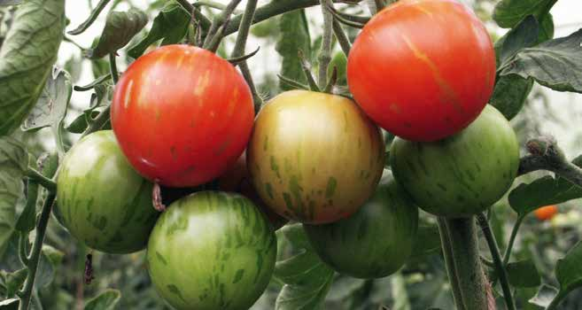 TOMATEN Erwerbsmässig werden Tomaten in der Schweiz erst seit dem ersten Weltkrieg angebaut. Ursprünglich stammen die Tomaten aus Mittel- und Südamerika.