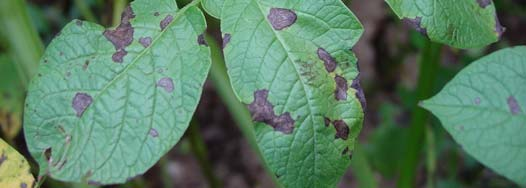 ALTERNARIA an Kartoffeln: ein unterschätztes