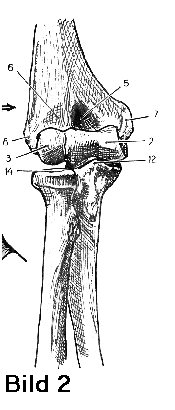 Das Ellenbogengelenk: 1 Anatomie: Einführung: Das Ellenbogengelenk ist ein wichtiges Gelenk für die obere Extremität : es macht es möglich die Distanz zwischen Hand und Kopf zu verkürzen.