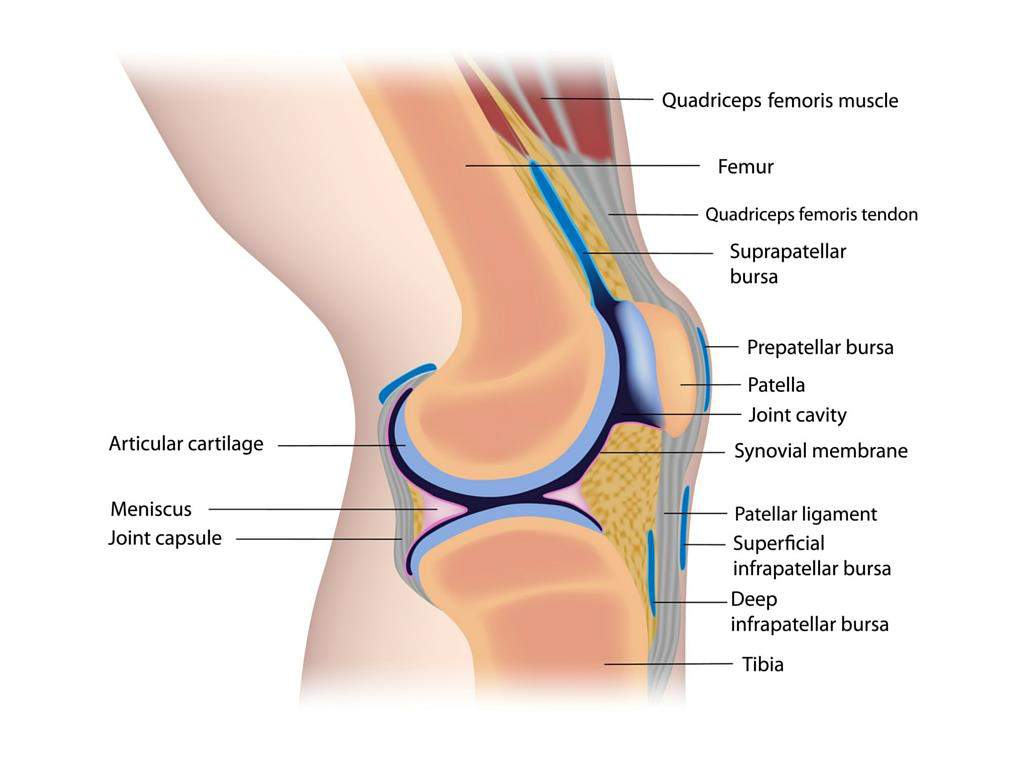 Kniegelenk 1 Freiheitsgrad in gestreckter Stellung: Flexion-Extension zusätzlich 1 Freiheitsgrad in gebeugter Stellung: