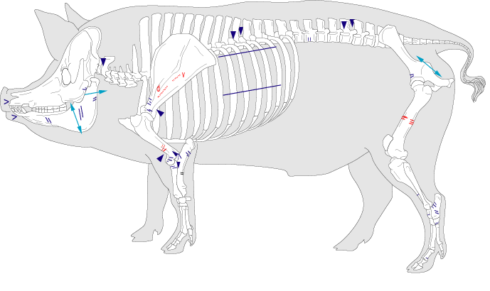 Abbildung IV/C: Hausschwein. Schlachtspuren. Rohzeichnung M. Coutueau (inrap) d`après R. Barone, Anatomie comparé des mamifres, T1, d. Vigot, 1976.