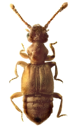 COLEOPTERA Chrysomelidae Bryaxis bulbifer (Reichenbach, 1816) L10 Chaetocnema concinna (Marsham, 1802) L23 Bryaxis carinula (Rey, 1888) L20 Anobiidae Longitarsus luridus (Scopoli, 1763) L6 Bryaxis