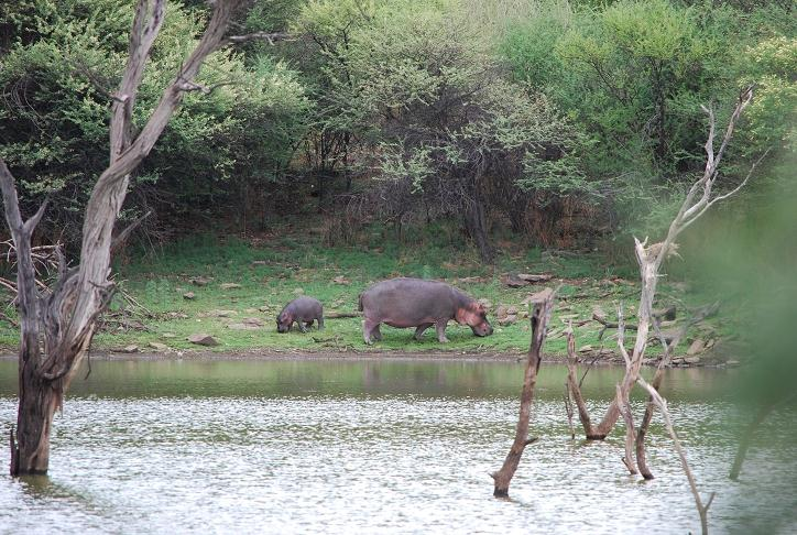 Aquatische Habitatnutzung von Flusspferden (Hippopotamus amphibius) in Düsternbrook Inhaltsverzeichnis André Battermann Dezember 2011/Januar 2012 1. Einleitung 2.
