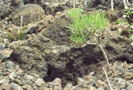 Ein kleiner Drachenbaum, der auf dem abweisend-groben Vulkangestein wächst. Foto: R.