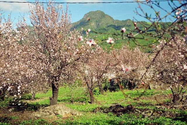 Ein unvergesslicher Blick auf die Mandelblüte auf La Palma im Februar.