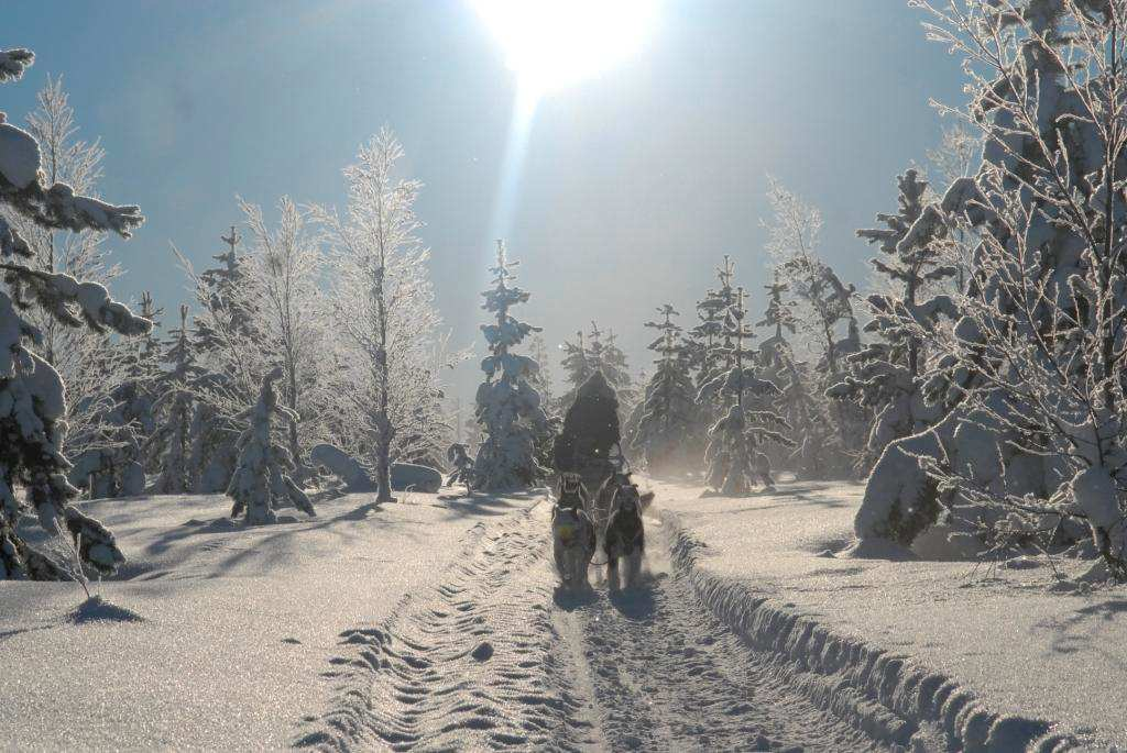 Auf Wolfsspuren! Erlebniswoche im Lappland, Saison 2017 2T. Schlittenhundetour mit Übernachtung, 1T Motorschlitten, 1T Schneeschuh, 1T Skiwanderung, 1T zur freien Verfügung Abenteuer Lappland!