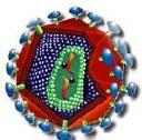 1.1.3. Virusi Virusi su puno manji od bakterija, mere se od 0,000,002 do 0,000,030 mm, što je jednako 2-30 nanometara (nm). Oni se ne mogu videti niti običnim mikroskopom.