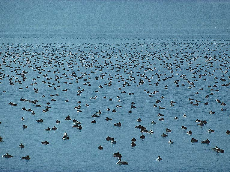 UMG Berichte 1 Artenliste der Vögel des Rheindeltas Markus