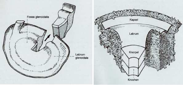 Abb. 1.6: Aufbau des Labrum glenoidale nach Tamai [179]. Aus dem Oberrand des Labrum gehen Fasern in die lange Bicepssehne über. Nach Habermeyer et al. entspringt das Caput longum in ca.