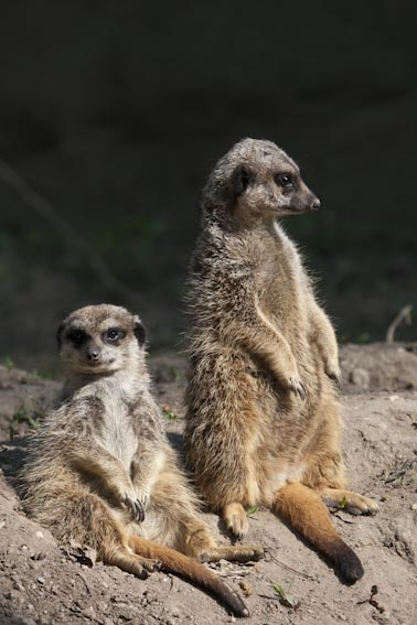 Zwei weitere Öko-Displays zeigen Wüstentiere und die Tiere des Ozeans. Im Ozean wird man zum Teil wie ein Taucher unter dem Wasser mitten durch die Tierwelt hindurchgeführt.