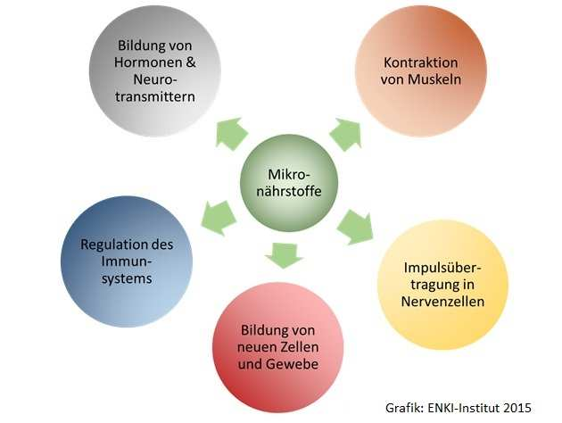 Faktoren, die den Nährstoffbedarf beeinflussen Es kommt nicht nur darauf an, wie viel man von den Nährstoffen zu sich nimmt und ob die Aufnahme ausreicht, sondern auch wie der Körper sie