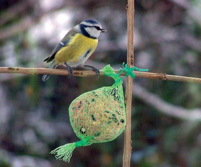 Winterfütterung der Vögel so ist s richtig Wann sollte man mit dem Füttern beginnen, was soll ins Vogelhaus und wie lange wird gefüttert? Es gibt eine Menge Fragen und viele Antworten.