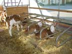 Optimales EKA aus physiologischer Sicht Phasen der intensiven Rinderaufzucht Anzustrebende Grössen in der Jungrinderaufzucht 1. Lebensjahr intensive Aufzucht 2.