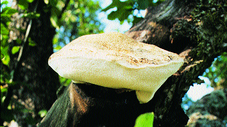 Apfelbaum-Weichporling Tyromyces fissilis an lebendem Apfelbaum. Foto: Helgo Bran delt werden. Forstliche Pilzkunde sei zb, nach Auskunft von Prof.