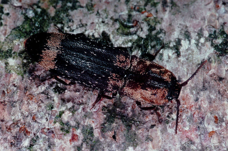 Gelbschuppige Schnellkäfer Lacon quercus (R.L.-D: 1), der Großzahnkäfer Prostomis mandibularis (R.L.-D: 1) und der Zwerghirschkäfer Aesalus scarabaeoides (R.L.-D: 1). Abb.