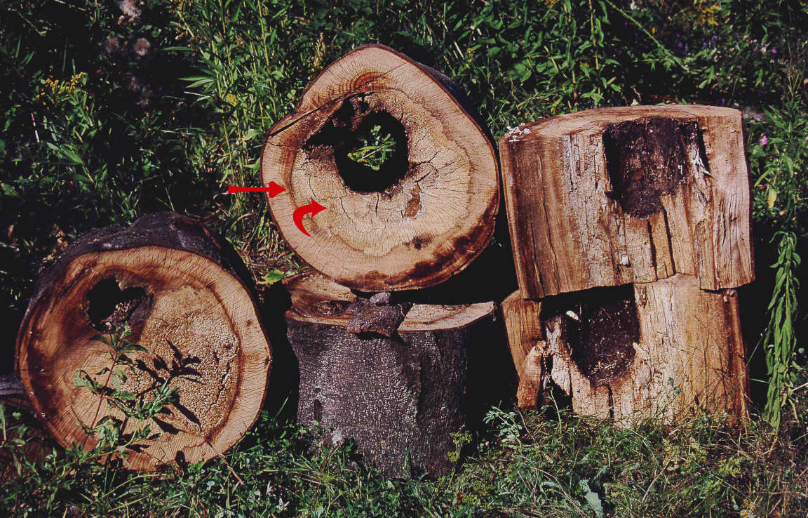 Abb. 3: Gefällte und zu Brennholz zerkleinerte Schwarzspecht-Höhlenbuche aus dem Jahr 1998 (Mulm und Nistmaterial der Nachnutzer sind herausgefallen).
