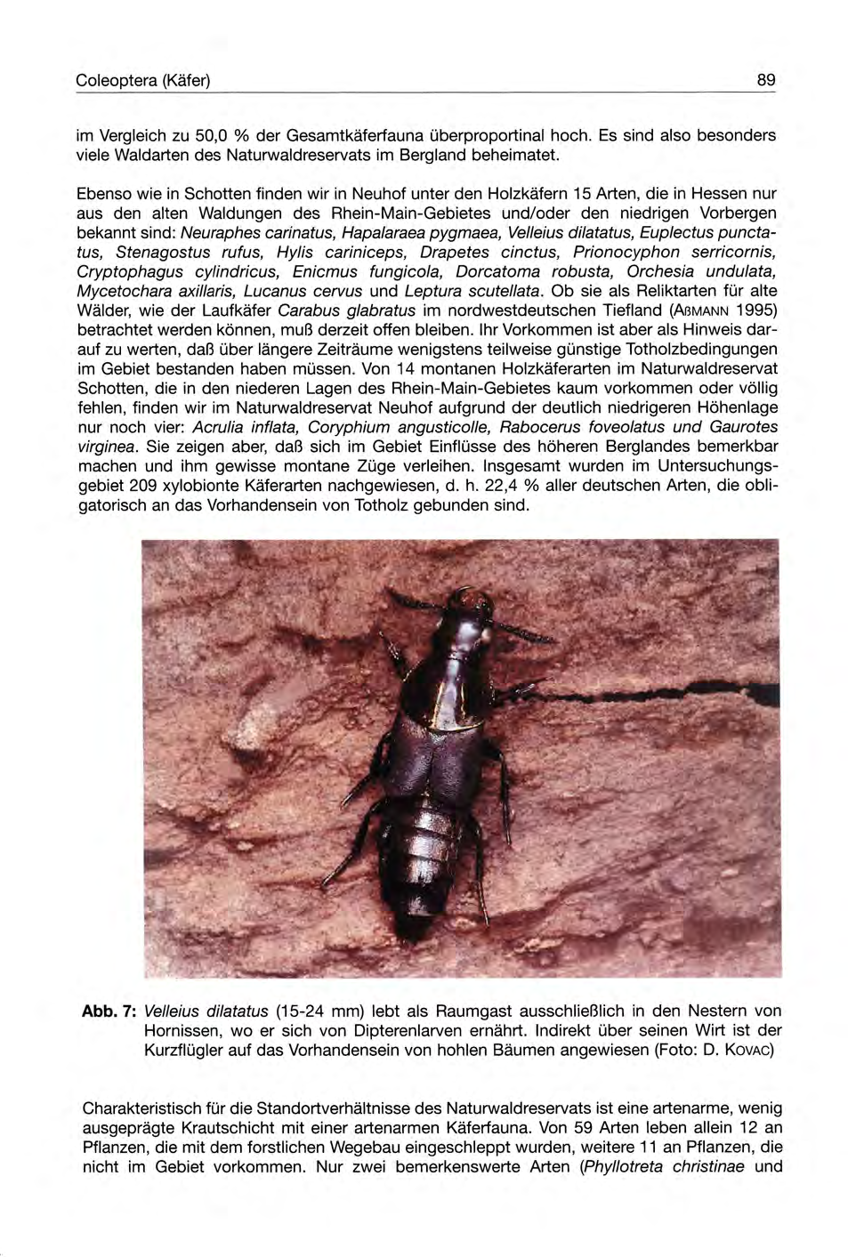 Coleoptera (Käfer) 89 im Vergleich zu 50,0 % der Gesamtkäferfauna überproportinal hoch. Es sind also besonders viele Waldarten des Naturwaldreservats im Bergland beheimatet.
