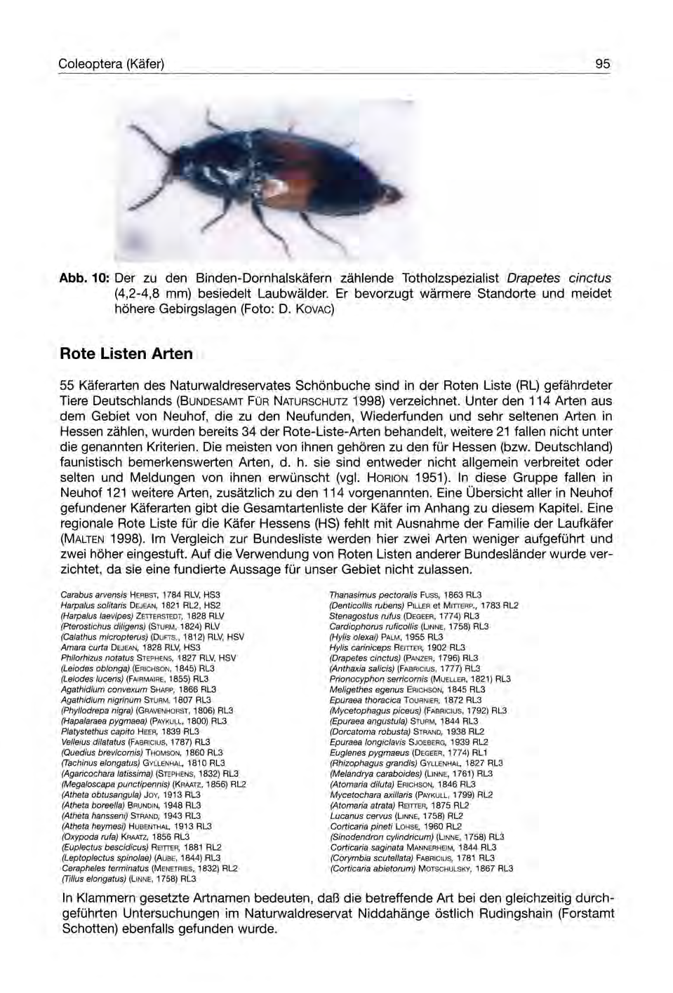 Coleoptera (Käfer) 95 Abb. 10: Der zu den Binden-Dornhalskäfern zählende Totholzspezialist Drapetes cinctus (4,2-4,8 mm) besiedelt Laubwälder.