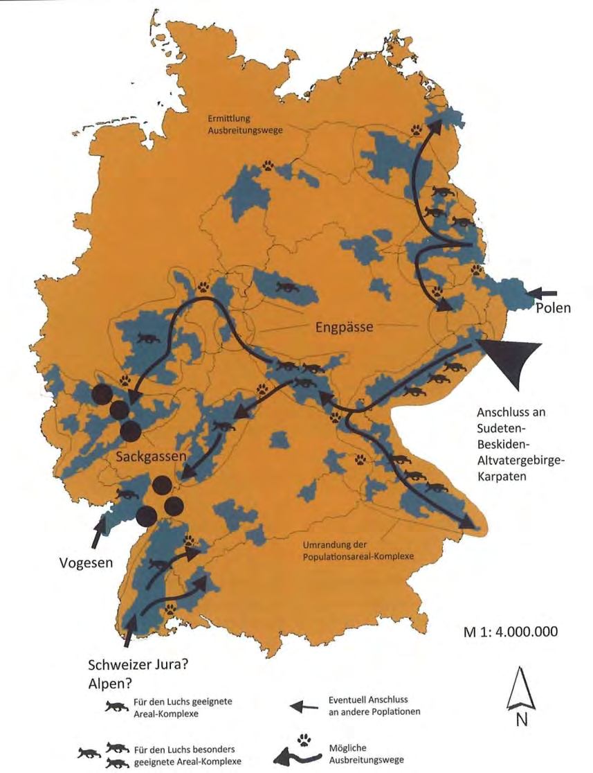 Abb. 4: Potenziell für den Luchs geeignete Lebensräume in Deutschland und deren theoretisch mögliche Vernetzung.