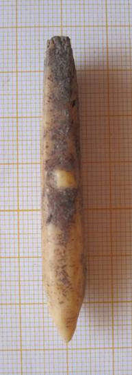 Knochenspitze aus Befund 427 aus Schulterblatt gefertigtes Knochengerät aus Befund und mittelneolithisches Vergleichsstück aus Falkenwalde, Uckermark, Havelländische Kultur (E.