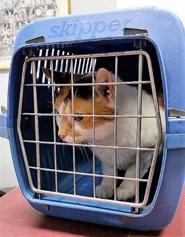 Transport zum Tierarzt So machst du es richtig Am besten besorgst du dir eine gängige Transportbox im Zoofachhandel.