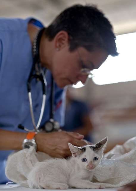 No-Gos Eine Katze darf nicht frei auf dem Arm zum Tierarzt gebracht werden. Es ist dabei egal wie zahm sie ist und wie sicher du bist, dass sie nicht abhaut.