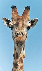 LAAS MAI 2009 A2 LESEVERSTEHEN STRUKTUR UND WORTSCHATZ SEITE 6 Welches Wort passt in die Lücke? Markiere bitte A, B oder C auf deinem Antwortbogen. Die Giraffe 16. Die Giraffe ist ein Säugetier.