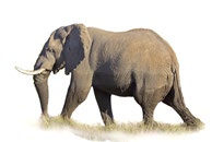Grafik: Christoph Höner / Quellen: WWF, und Report African Elephant Summit Dezember 2013 Elefanten in Afrika: Anteilige Verbreitung und gefundene Kadaver. Westafrika ca.