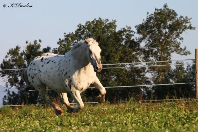 2. Freie Bewegung Dem Lauftier Pferd kann kein Training die freie Bewegung ersetzen, denn erst dadurch kann das Pferd überhaupt sein volles Bewegungsausmaß und Gangpotenzial ausschöpfen.