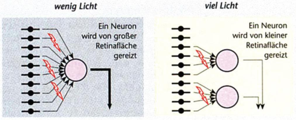 Hell-Dunkel-Adaption = Anpassungen des Auges an unterschiedliche Reizintensitäten 1. Ebene: Pupillenreaktion (-reflex) (Ø Pupille 1.5 8 mm; Variieren der Lichtempfindlichkeit) 2.