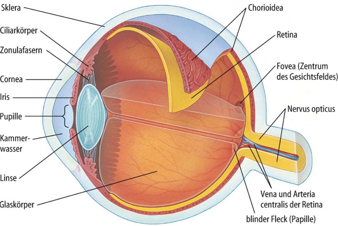 Wirbeltierauge Die Hauptteile des Wirbeltierauges sind: die Hornhaut (Cornea) und die Sklera als schützende Außenhaut die Retina, die Schicht mit den