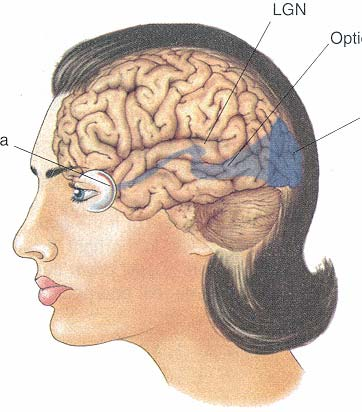 Sehbahn Nervus opticus Tractus opticus Corpus