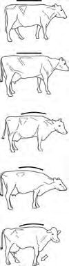 DeLaval Kuhkomfort-Leitfaden Locomotionscore - Lahmheitsbewertung Der Locomotionscore ist ein qualitativer Index der Fähigkeit einer Kuh, normal zu laufen.