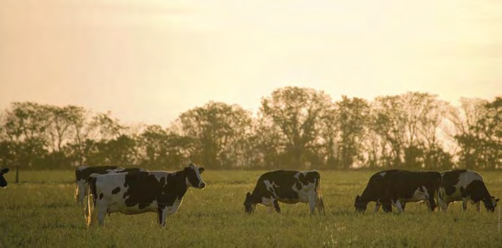 DeLaval Kuhkomfort Leitfaden Optimal kombinierte Lösungen DeLaval präsentiert Ihnen ein komplettes Sortiment an Kuhkomfortprodukten, um Ihren Kühen ein komfortables, gesundes und produktives Leben zu