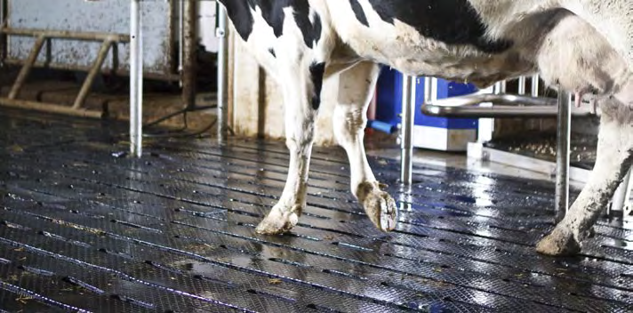 DeLaval Gummibeläge Bringen sie die Weide in Ihren Stall Unpassende Laufflächen erschweren den Kühen das Leben und mindern die Produktivität.