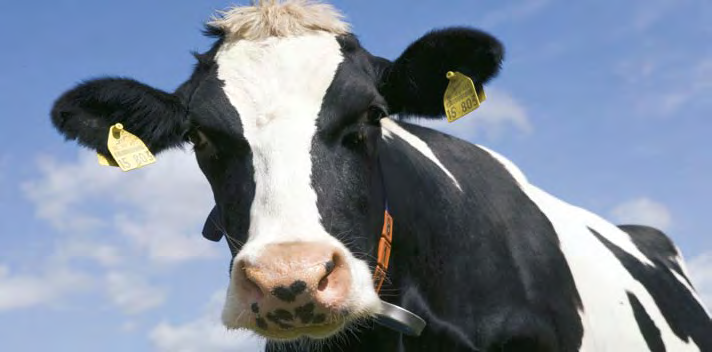 DeLaval Ventilation Angenehmes Klima für entspannte Kühe Ziel eines Lüftungssystems ist es im Winter hohe Raumlasten (Ammoniak, Staub, Luftfeuchte) und im Sommer aufgestaute Hitze zu verringern.
