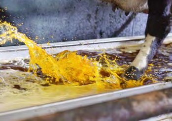 DeLaval Klauenpflege Lahme Kühe bedeuten Verlust Klauenbäder werden normalerweise von Milcherzeugern eingesetzt, um Klauenkrankheiten zu verringern und die Klaue zu stärken, vor allem in größeren