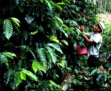 Auch 2013: Gesunder Kaffee aus Lampocoy Steigende Temperaturen, weniger Regenfälle und zunehmende Wetterschwankungen haben (in Chiapas/Mexiko - DC) dazu geführt, dass der Kaffeeanbau erschwert oder